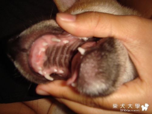 沒有門牙的小狗(原發表者:哈哈麻)(相簿)