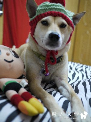 不可一世(原發表者:焦糖麻)(相簿)