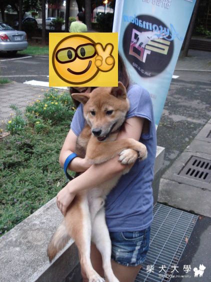 其實我當無尾熊是有原因的....(原發表者:Happy媽)(相簿)