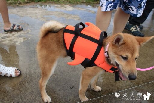 6/26 Dotel 柴聚(原發表者:Bart)(相簿)