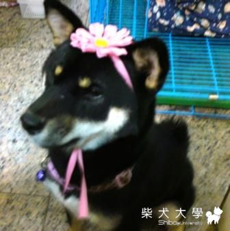 多變的黑糖(原發表者:黑糖姐)(相簿)