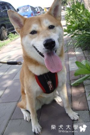 阿秋夏日海邊遊(原發表者:阿秋爸)(相簿)