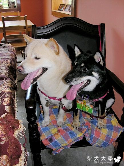 6/26 大園 Dotel 游泳 柴聚(原發表者:歐元姊姊)(相簿)