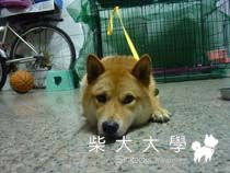 妹妹的各種可愛表情-1(原發表者:小雪姐)(相簿)