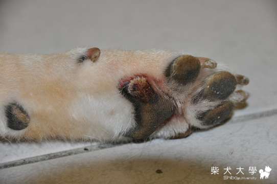 怎樣的主人 怎樣的狗??(原發表者:錢錢麻)(綜合討論)