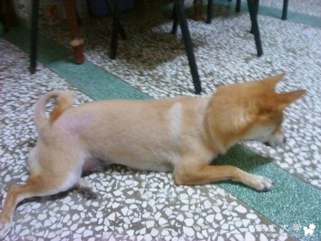 Mykie的新造型(原發表者:mykie麻)(相簿)