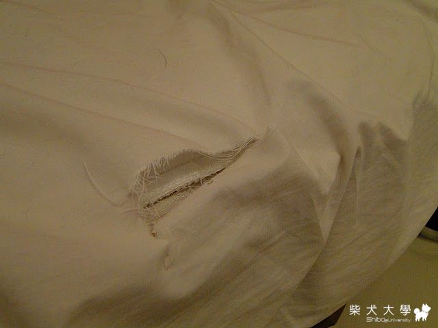 賴床的後果&沒胃口的健醬(原發表者:sevillanas)(相簿)