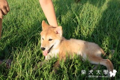 0703 迎風 & 0704 板橋寵物公園(原發表者:Bart)(相簿)