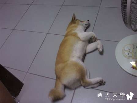 剃光光談心事(原發表者:DiDi媽)(相簿)