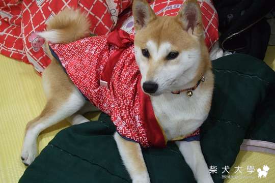 魯魯的祭典服照(原發表者:魯毛)(相簿)