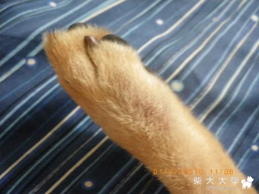 請問這是什麼病??(原發表者:奶ㄐ(荔枝))(醫療保健)