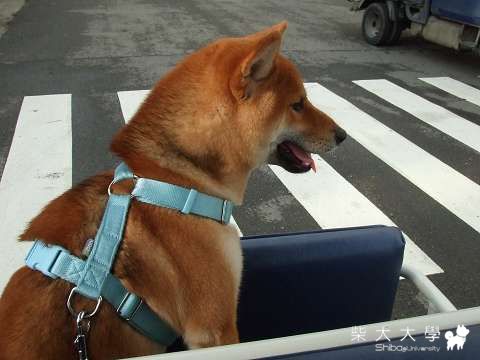 南寮鐵馬喘吁吁～(原發表者:Fighter爸)(相簿)