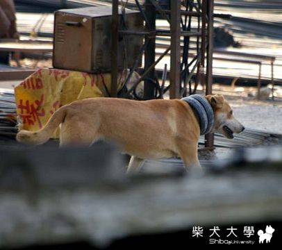 [轉載] 牠不是波堤獅！　受虐流浪犬遭輪胎套頸長達2年(原發表者:獅老大)(柴老大新聞台)