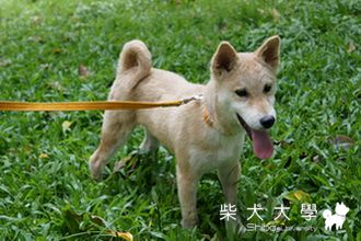 路奇第一次去踏青！(原發表者:ming0915)(相簿)