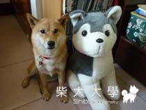 真柴柴vs哈士奇布偶(原發表者:小雪姐)(相簿)