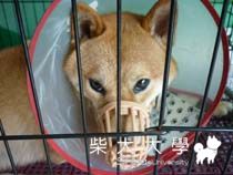 兇柴柴(原發表者:小雪姐)(相簿)