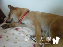 舒服的ㄋㄟ(原發表者:小雪姐)(相簿)