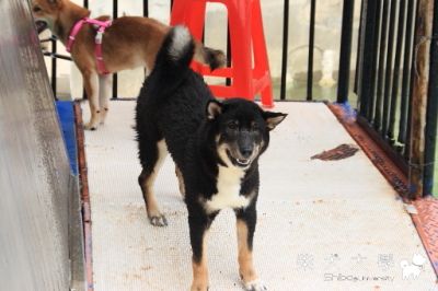 0710 - GoodDog 餐廳游泳 加演場次(原發表者:Bart)(相簿)