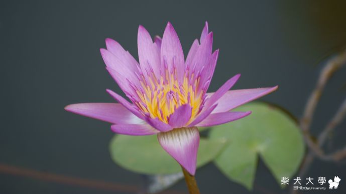 滷哥哇妹觀音行(原發表者:哇莎蜜家)(相簿)