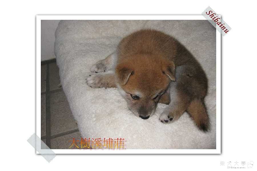 小不點的一雙兒女滿月囉(原發表者:unkikicoco)(相簿)