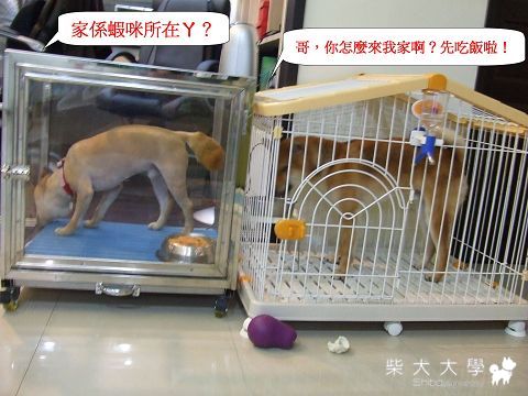 Fighter與室友同遊寵物展～(原發表者:Fighter爸)(相簿)