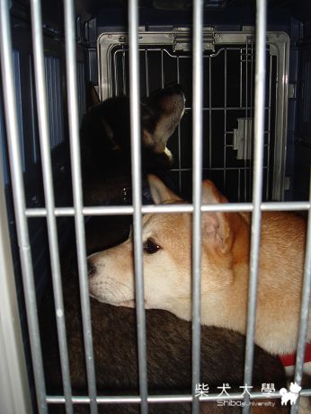 滷哥哇妹上山避暑行-宜蘭明池(原發表者:哇莎蜜家)(相簿)