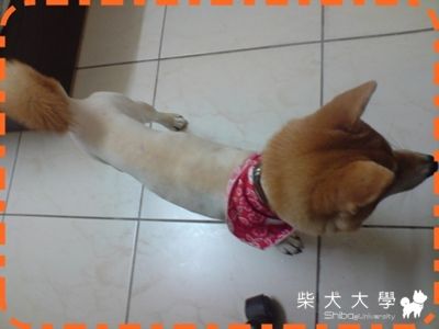 夏天到了!!!(原發表者:溜溜麻)(相簿)