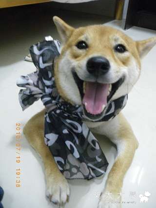 絲巾是要這樣戴的(原發表者:小虎麻)(相簿)