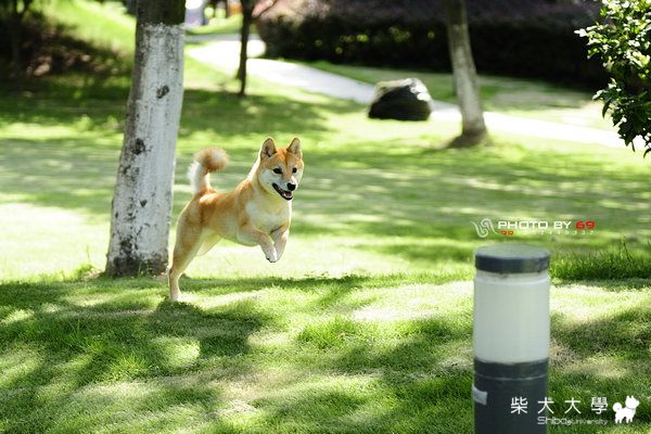 旺財 ~ 13個月(原發表者:5469)(相簿)