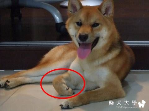 Fighter被康安附身= =(原發表者:Fighter爸)(相簿)