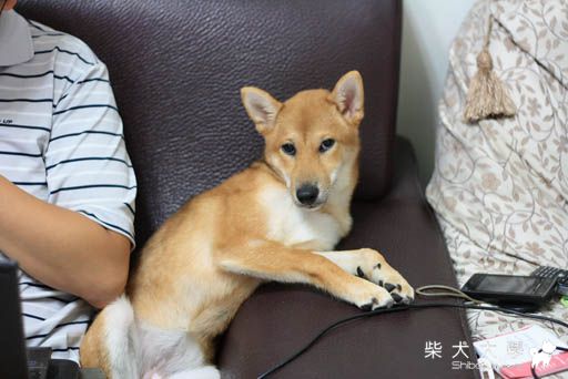 碧兒裝大人(原發表者:Bart)(相簿)