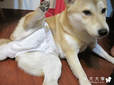 轉大人..(原發表者:tchijk)(相簿)