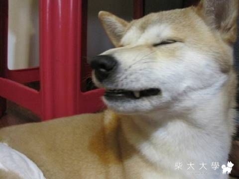 enjoy(原發表者:tchijk)(相簿)