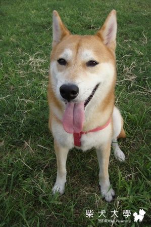 天啊!!阿秋好日系(原發表者:阿秋爸)(相簿)