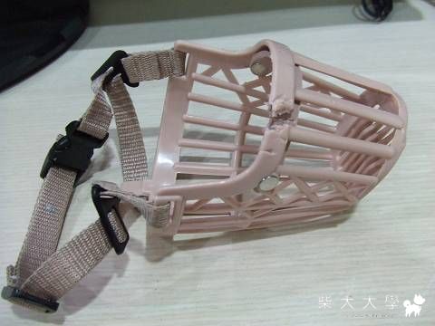 Fighter壞壞被罰站～(原發表者:Fighter爸)(相簿)