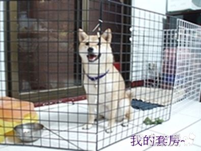 不乖的哆哆請住套房(原發表者:哆哆麻)(相簿)