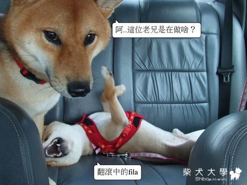 2010寵物展(原發表者:皮蛋)(相簿)