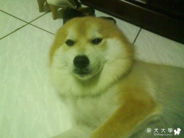 下雨天，臉臭臭(原發表者:芽米家)(相簿)