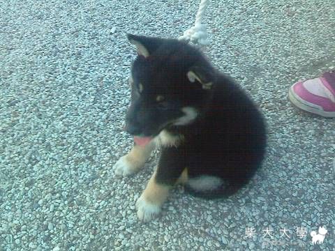 黑熊50天前(原發表者:哈哈弟)(相簿)