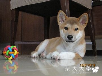 我家小惡魔破百了(原發表者:hjchen168)(相簿)