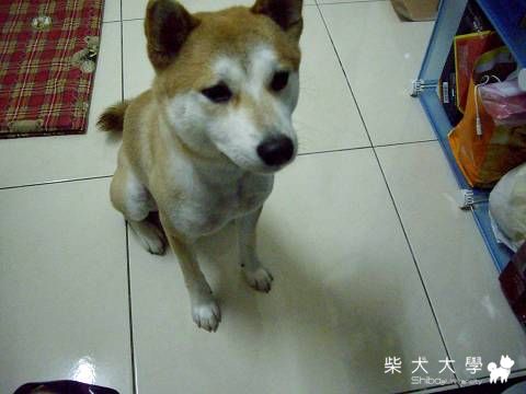 佛恩生日趴遲來的感謝與分享(原發表者:sonny麻)(相簿)