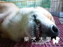 表情特寫(原發表者:小雪姐)(相簿)