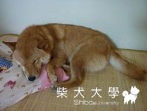 很爽厚(原發表者:小雪姐)(相簿)