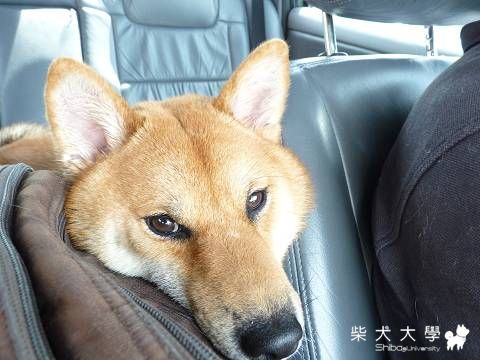 Fighter版夏日運動會之食尚玩家台中遊（圖多）(原發表者:Fighter爸)(相簿)