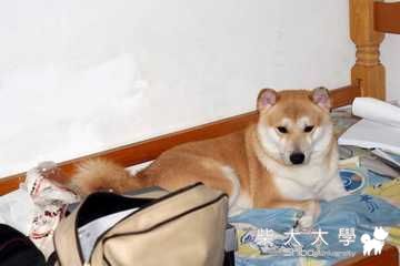 發瘋的丁丁！(原發表者:rolex0201)(相簿)