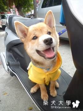 肯尼來拉票(原發表者:肯尼麻)(相簿)