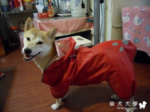 下雨天也要散步..(原發表者:tchijk)(相簿)