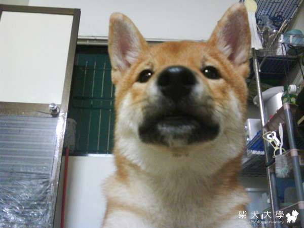 黃小虎來拉票拉!(偷學肯尼家版本)(原發表者:小虎麻)(相簿)