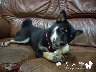 好好吃樣子~(原發表者:黑糖姐)(相簿)