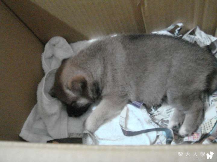 三個半月   蕾蕾的成長紀錄!!(原發表者:吧噗爸)(相簿)